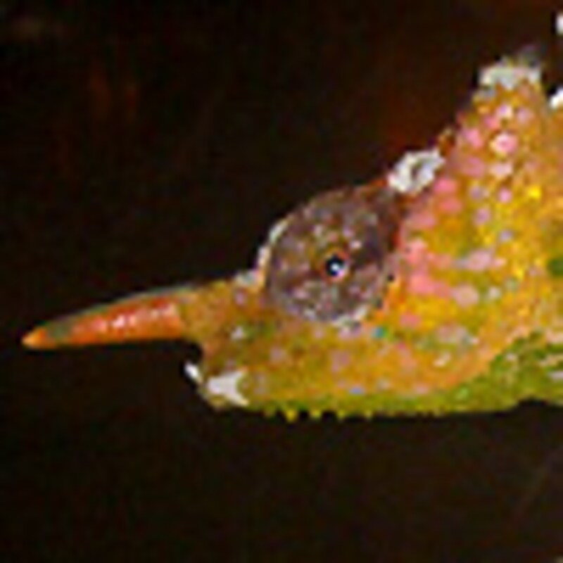 ヤマカメレオン