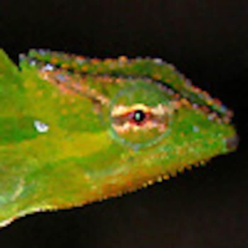 ピーコックカメレオン