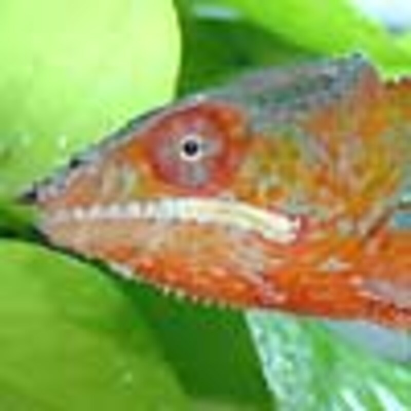 パンサーカメレオン