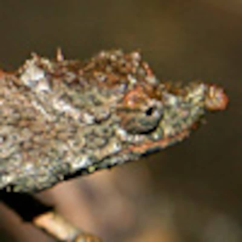 アキュミナータスコノハカメレオン