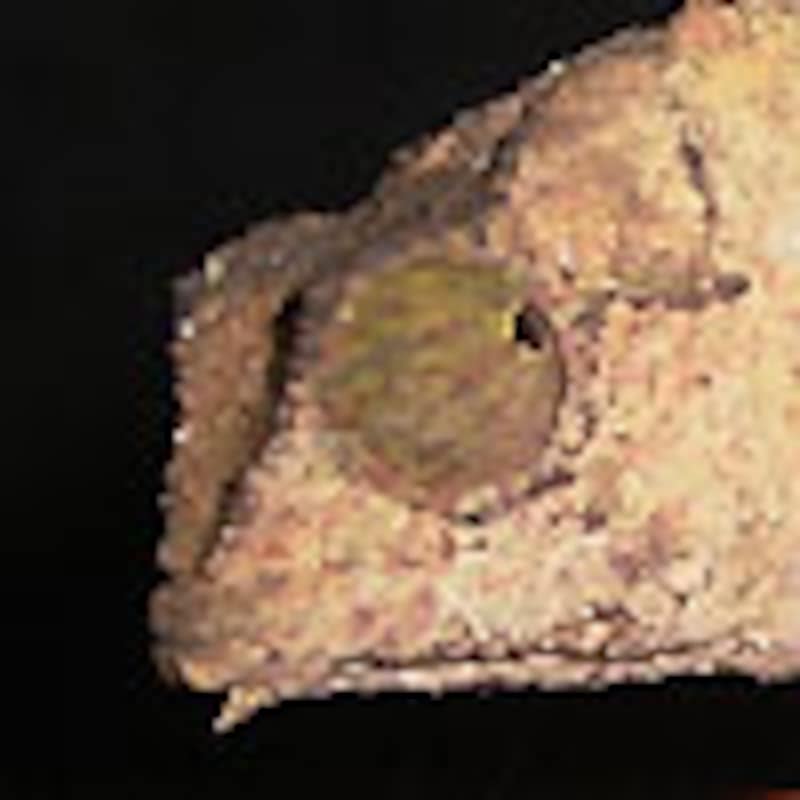 ヒゲコノハカメレオン