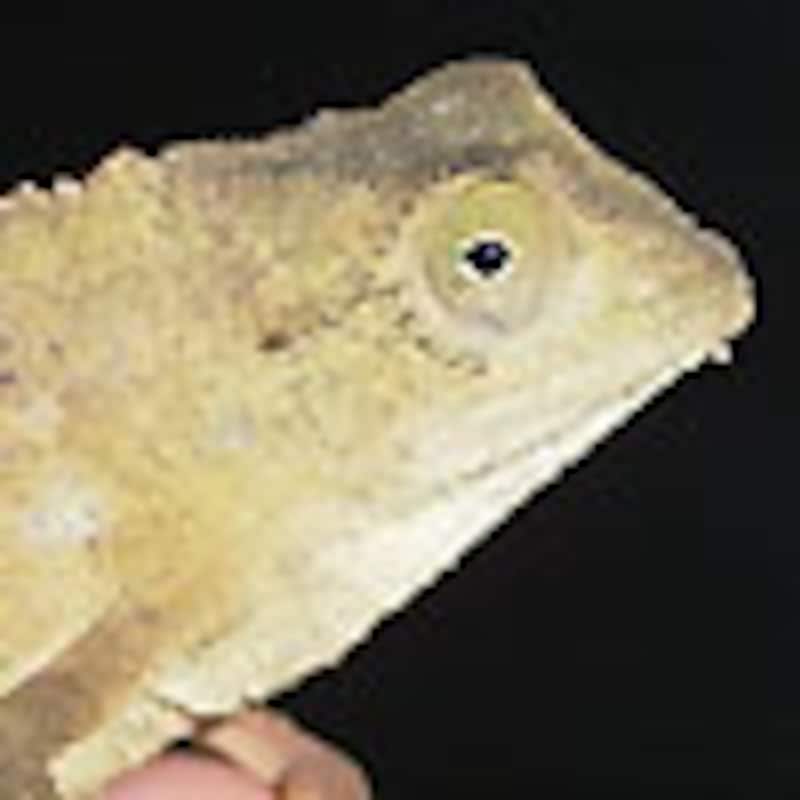 ソマリコノハカメレオン