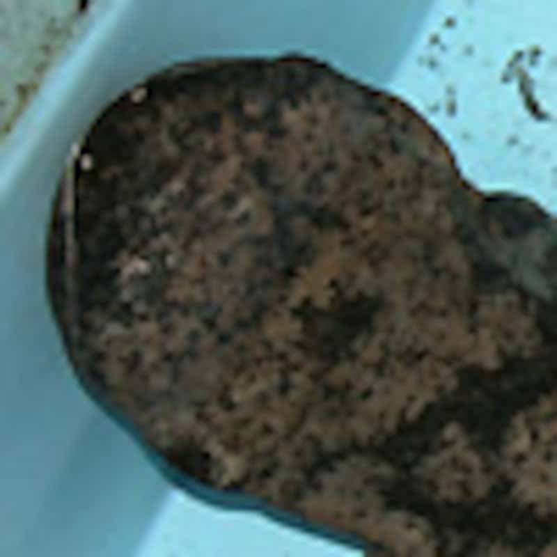 チュウゴクオオサンショウウオ