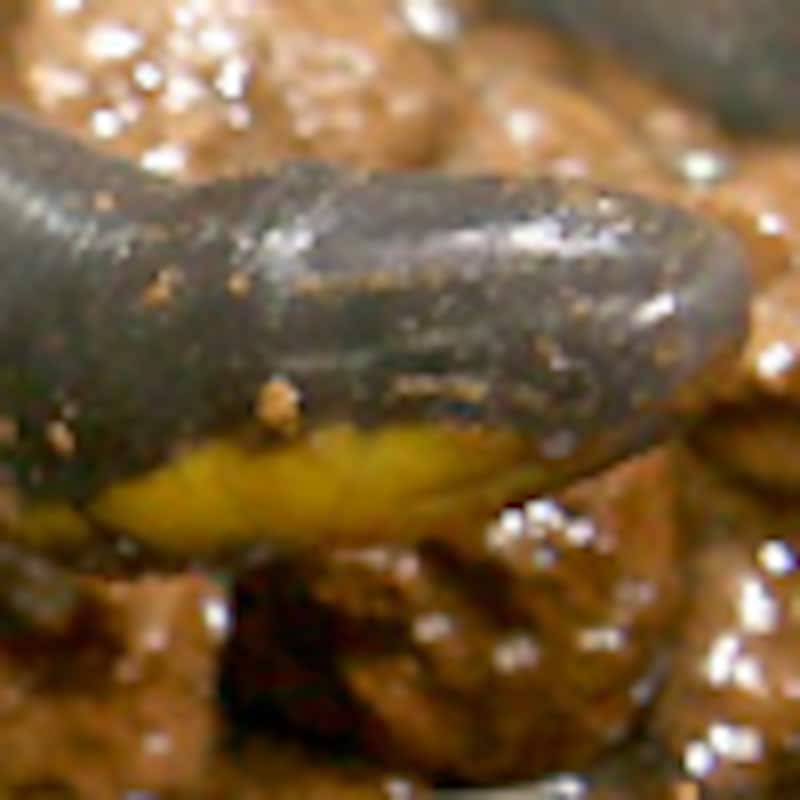 コータオアシナシイモリ