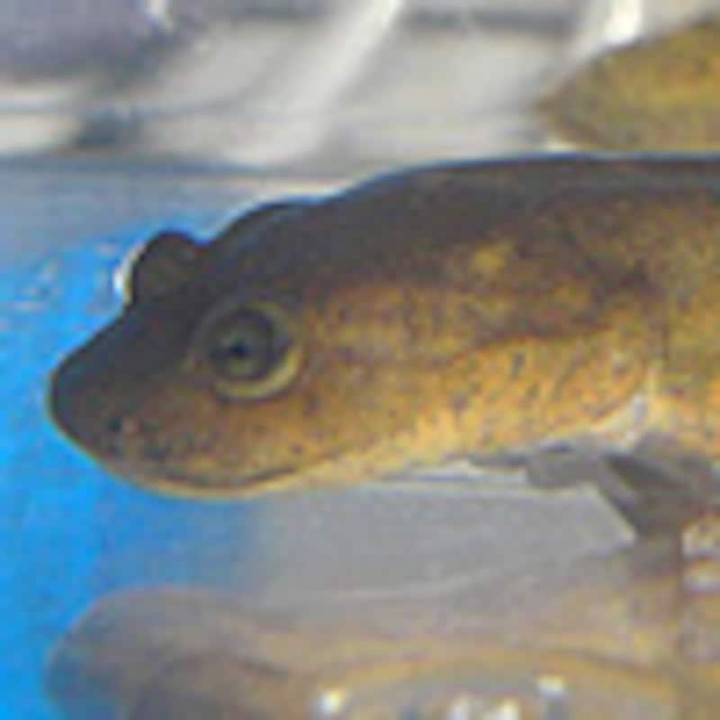 リュウサンショウウオ