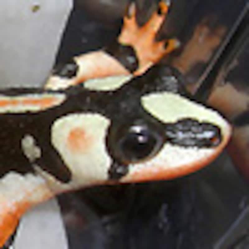 カイザーツエイモリ