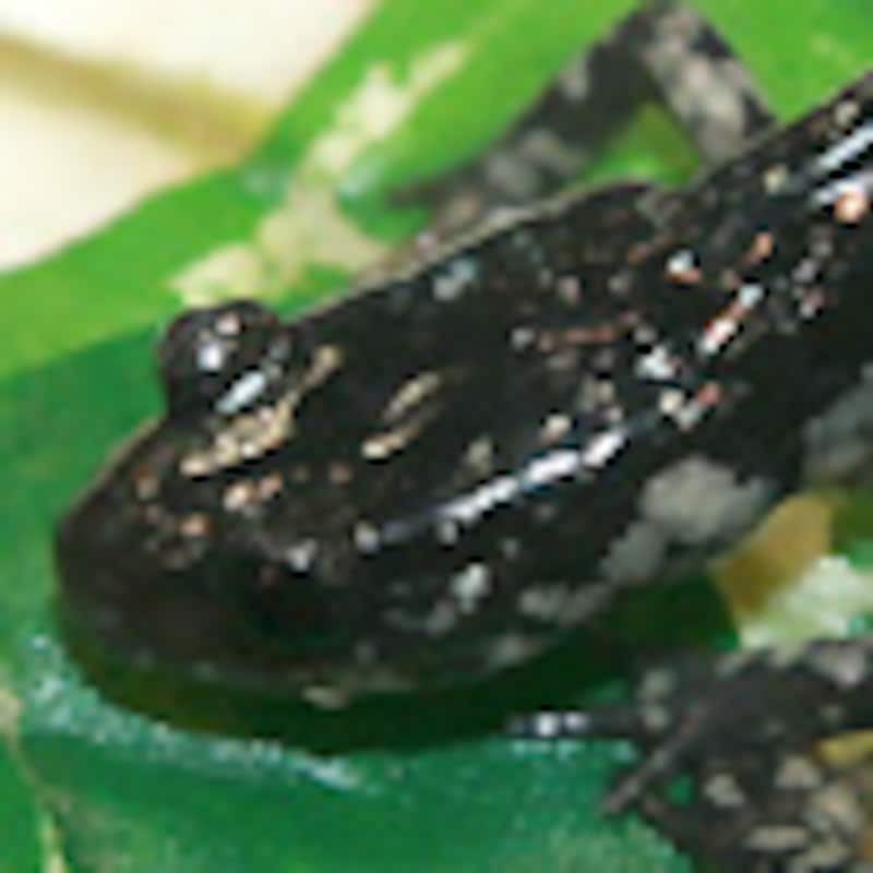 サウスカロライナスライミーサラマンダー