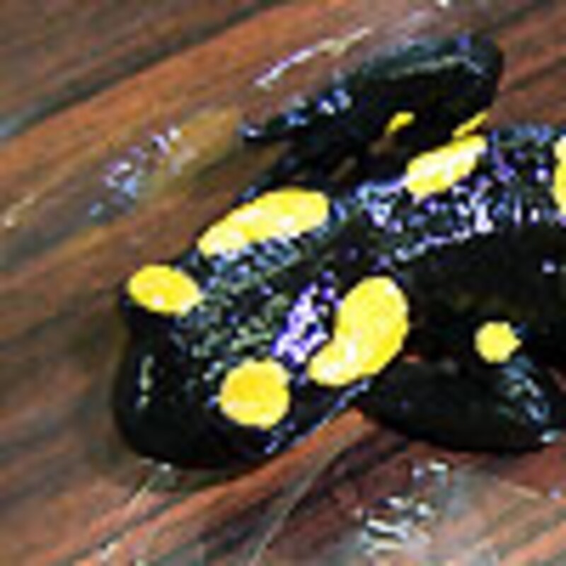 アルジェリアサラマンダー