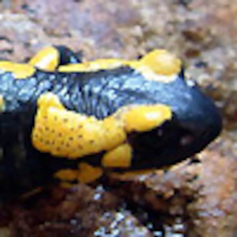 マダラファイアサラマンダー