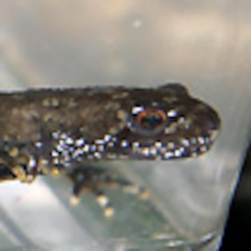 ホクオウクシイモリ