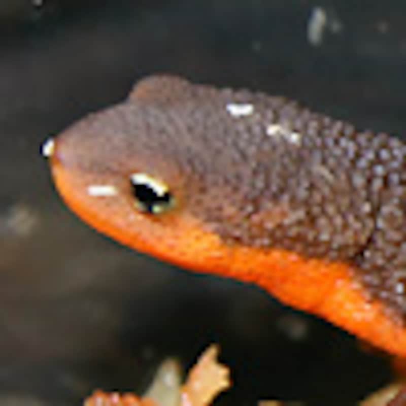 サメハダイモリ