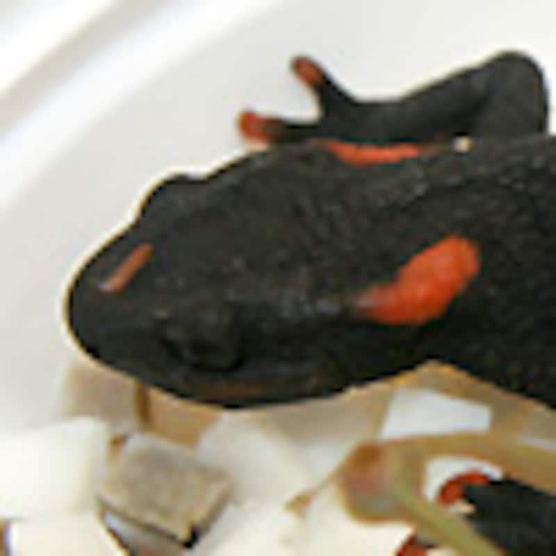 アカミミイボイモリ