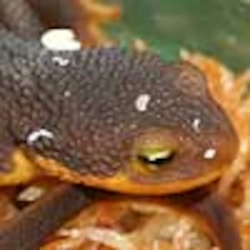 カリフォルニアイモリ