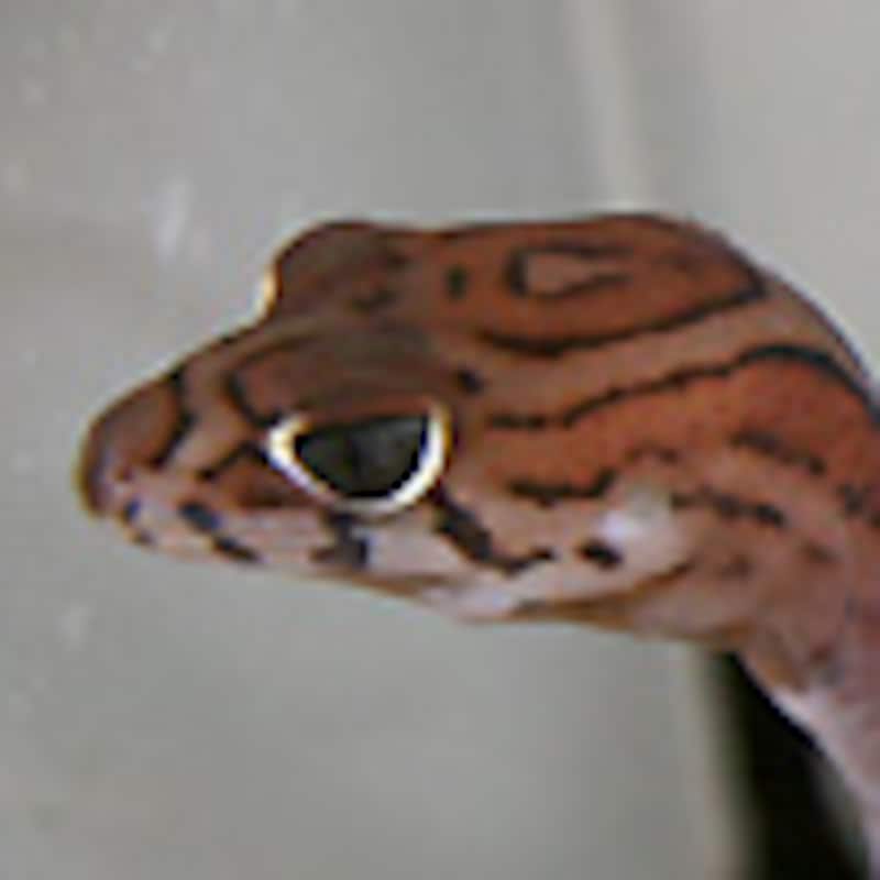 サヤツメトカゲモドキ