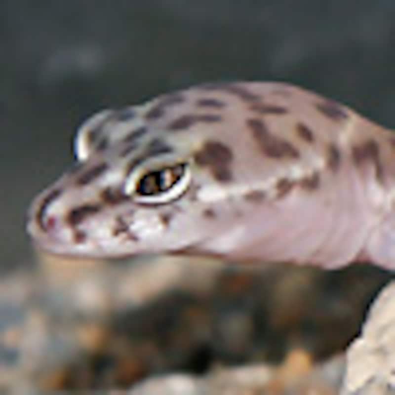 バンドトカゲモドキ