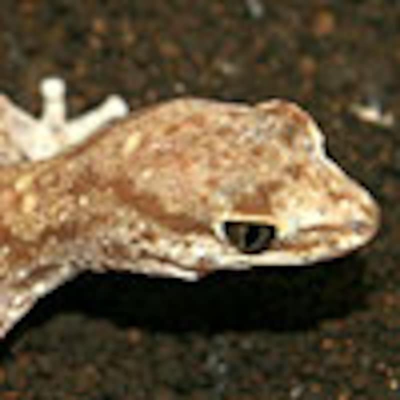 モザイクイシヤモリ