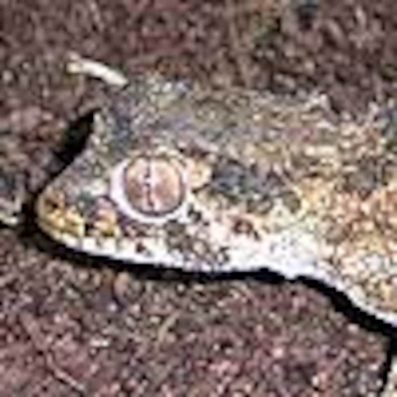 ヘルメットゲッコー