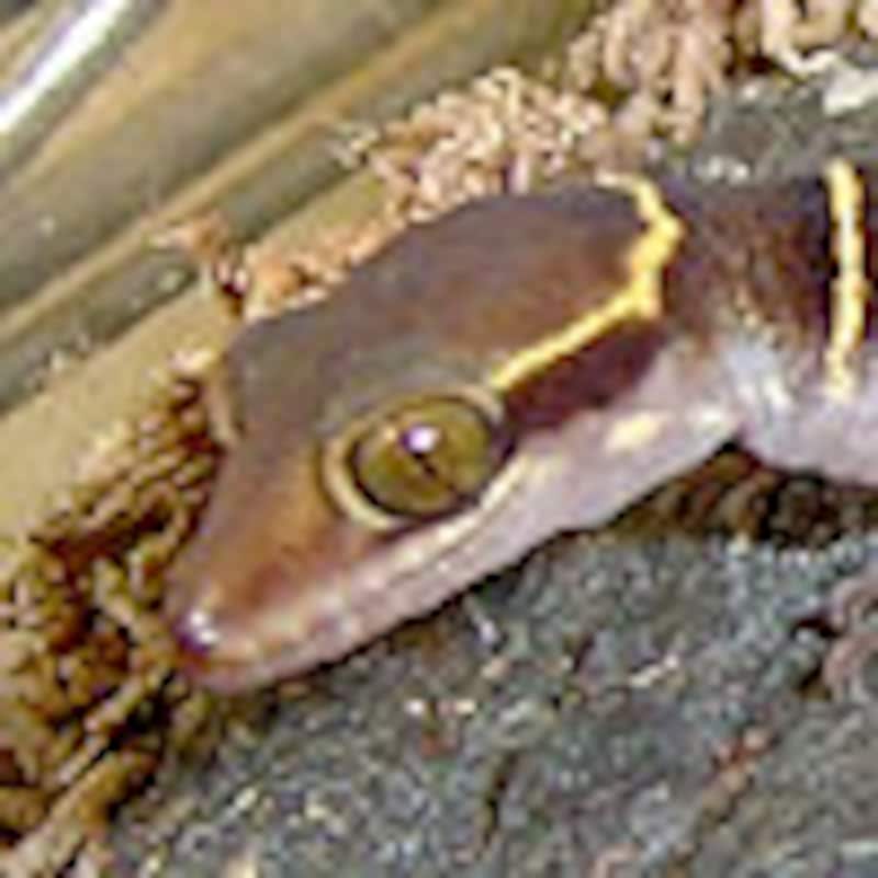 デカンランドゲッコー