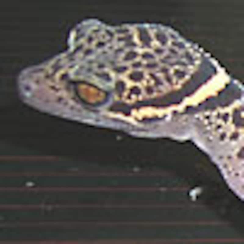 ゴマバラトカゲモドキ