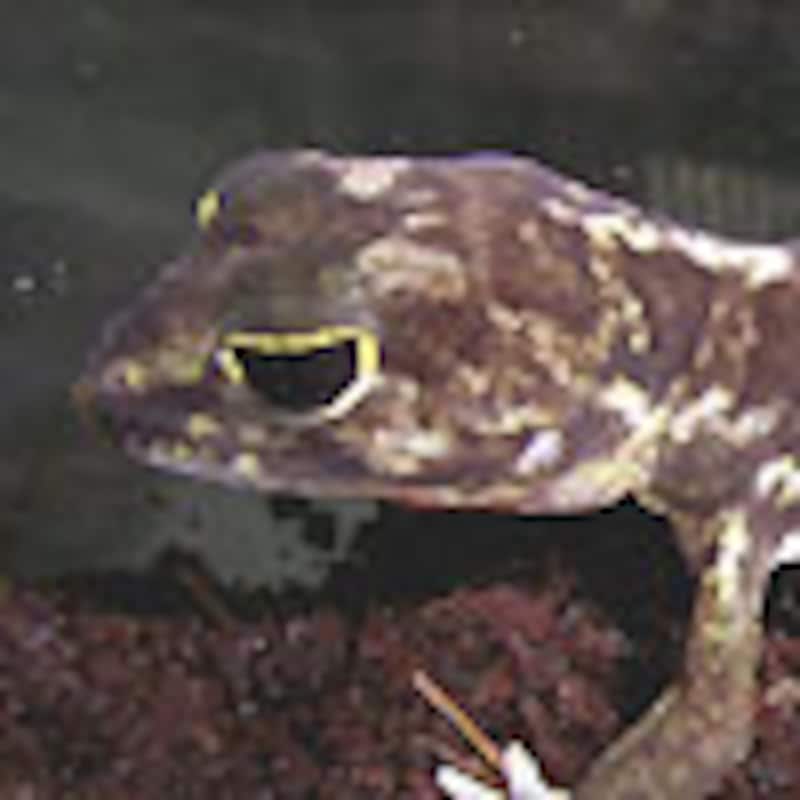 ヒガシアフリカトカゲモドキ