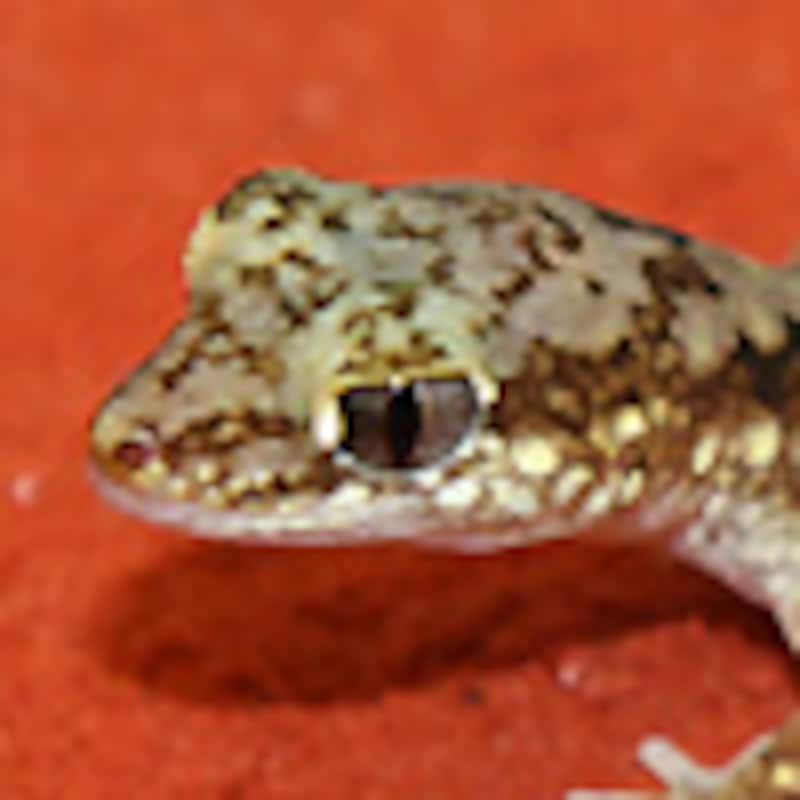 ダマエウムイシヤモリ