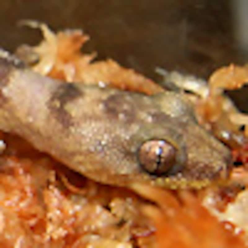 ネロサラマンダーゲッコー