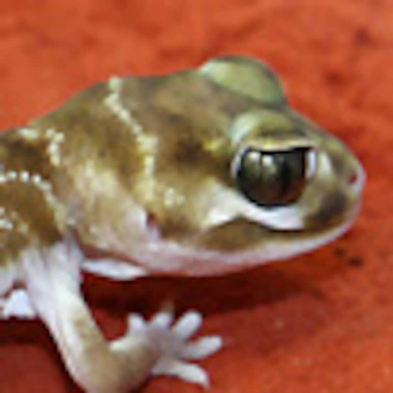 ニシナメハダタマオヤモリ