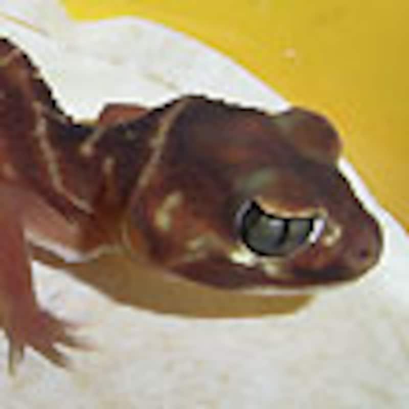 ナメハダタマオヤモリ