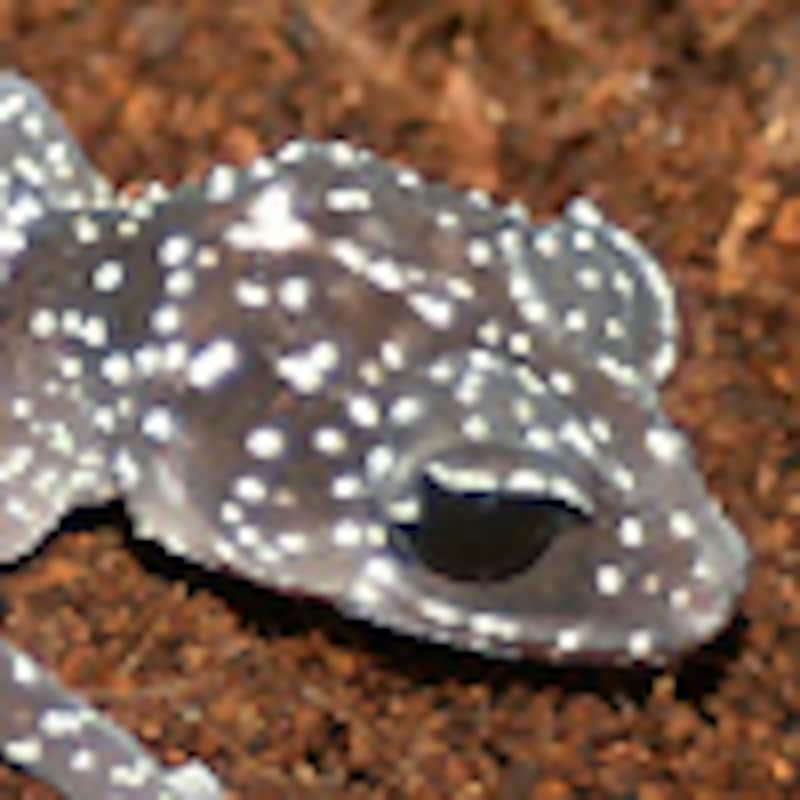 マソベササクレヤモリ