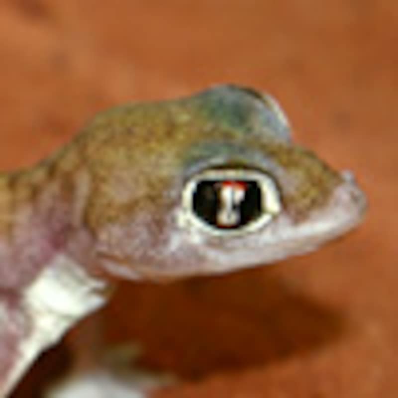 ミズカキヤモリ