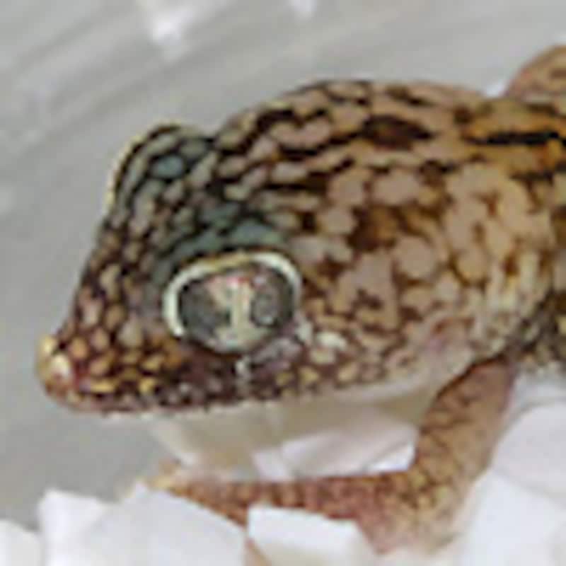 スレヴィンハリユビヤモリ