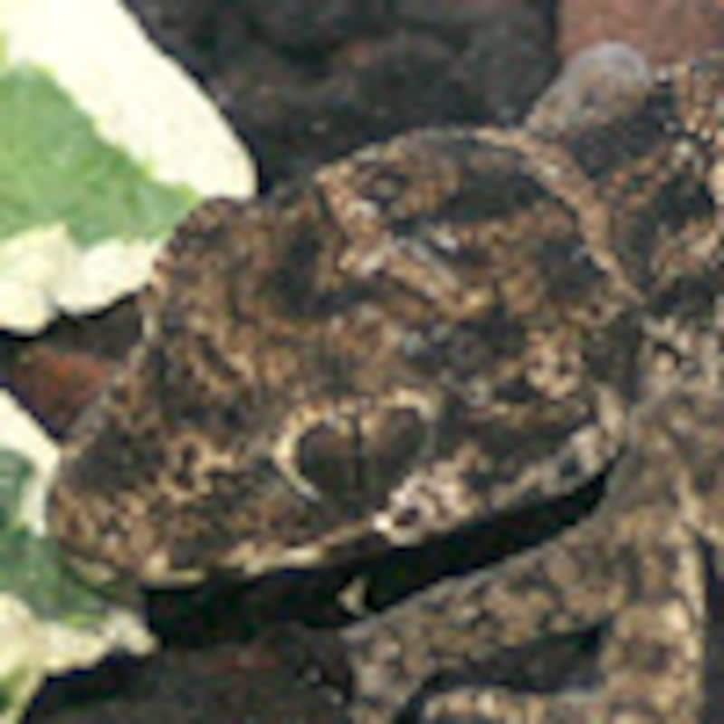 マツカサヤモリ