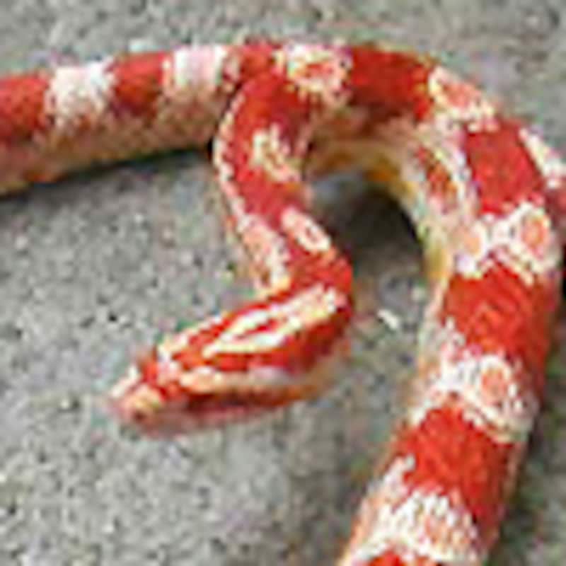 キャンディケイン