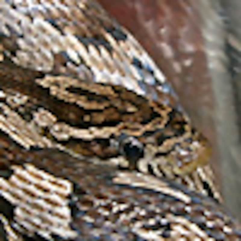 アネリ・アズテック