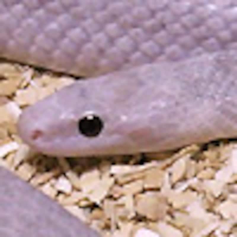 ブラッドレッドラベンダー