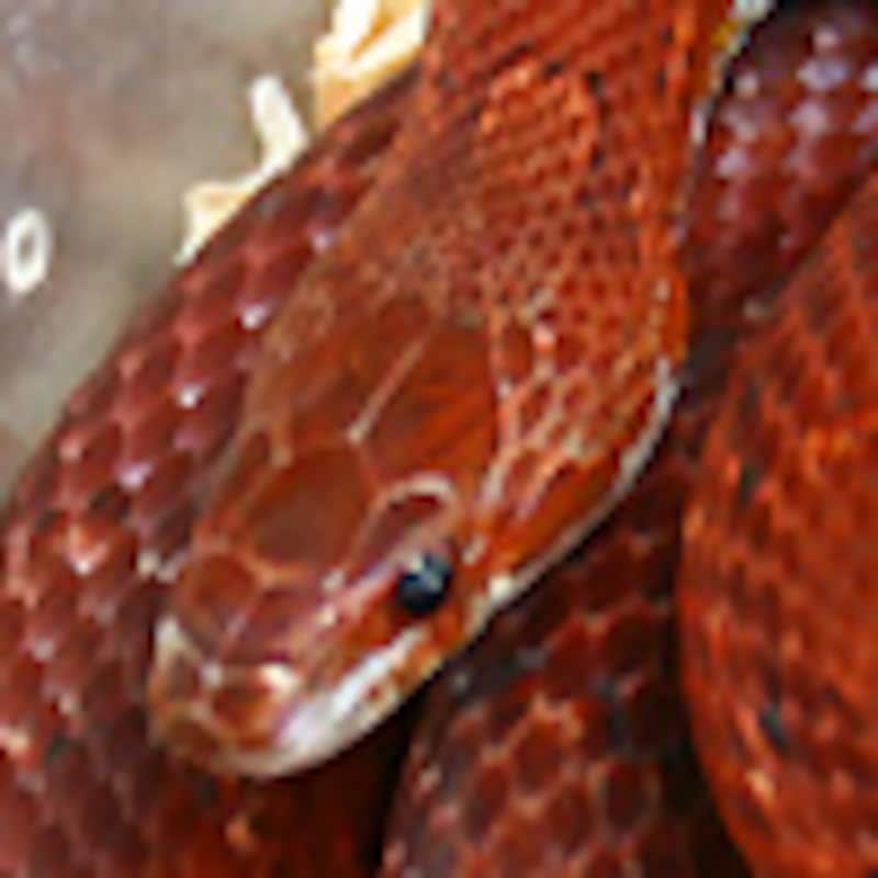 ブラッドレッド