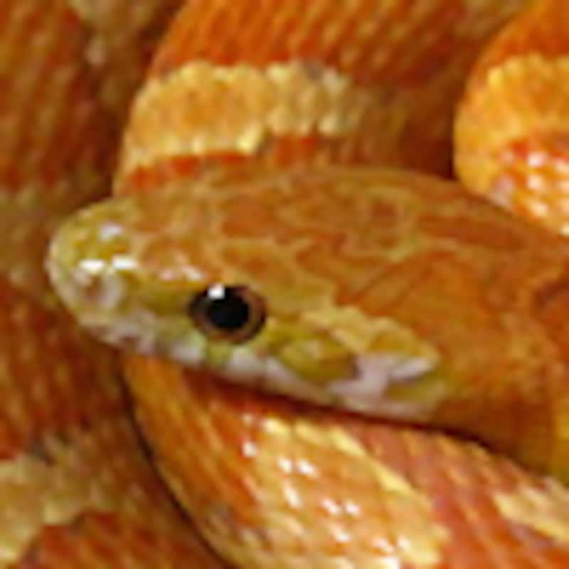 ハイポサンキスド