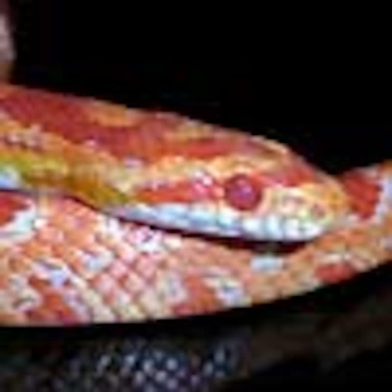 コーンスネーク(Amelanistic)