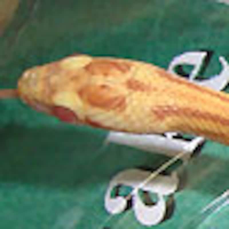 バターストライプコーン