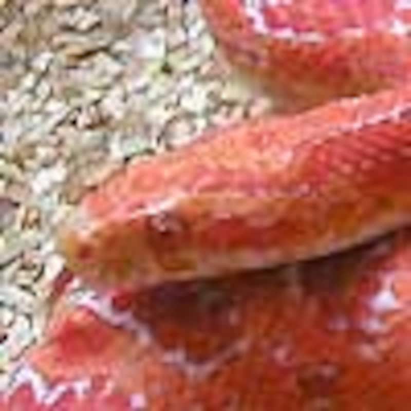 フローレッセント