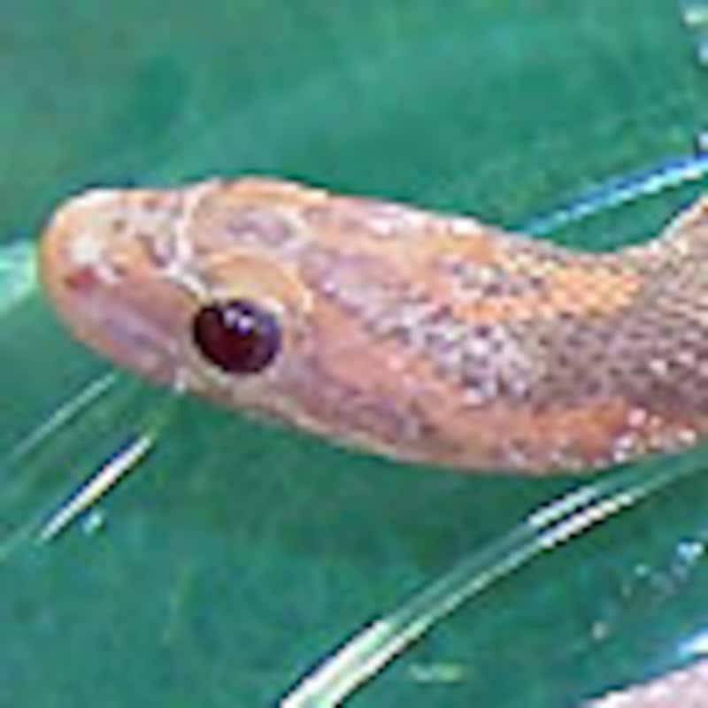 ハイポラベンダー