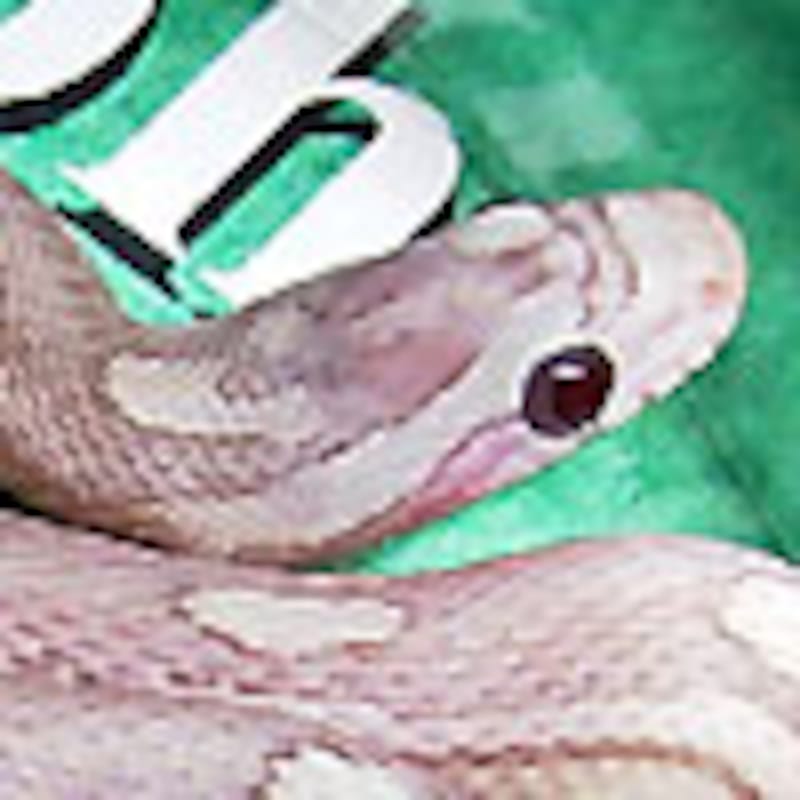 ラベンダーモトレー