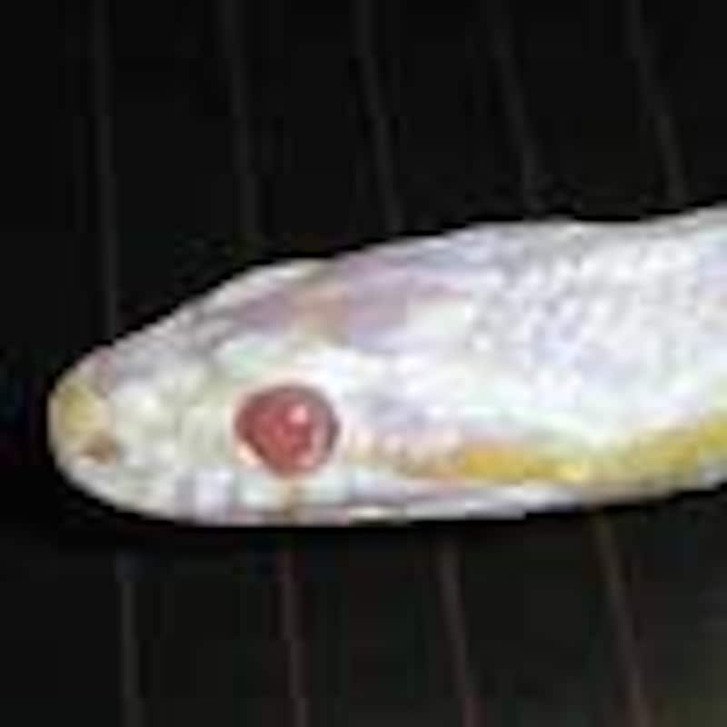 スノーコーンスネーク