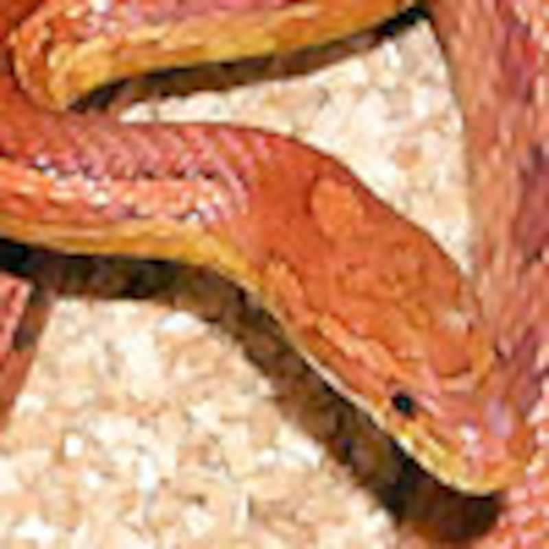 ワイドストライプ