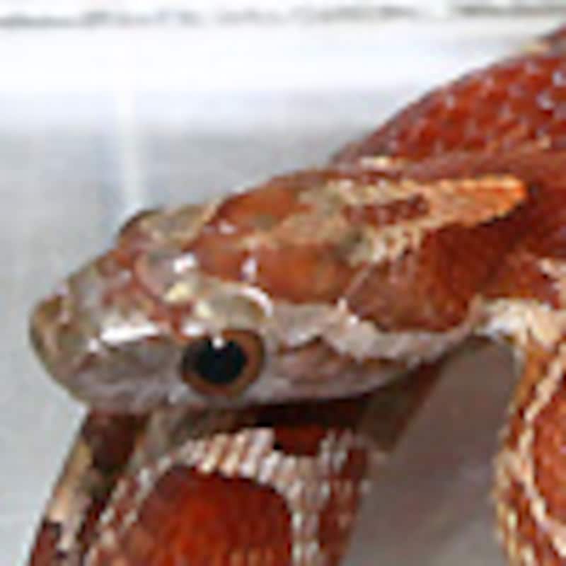 ロージーラット