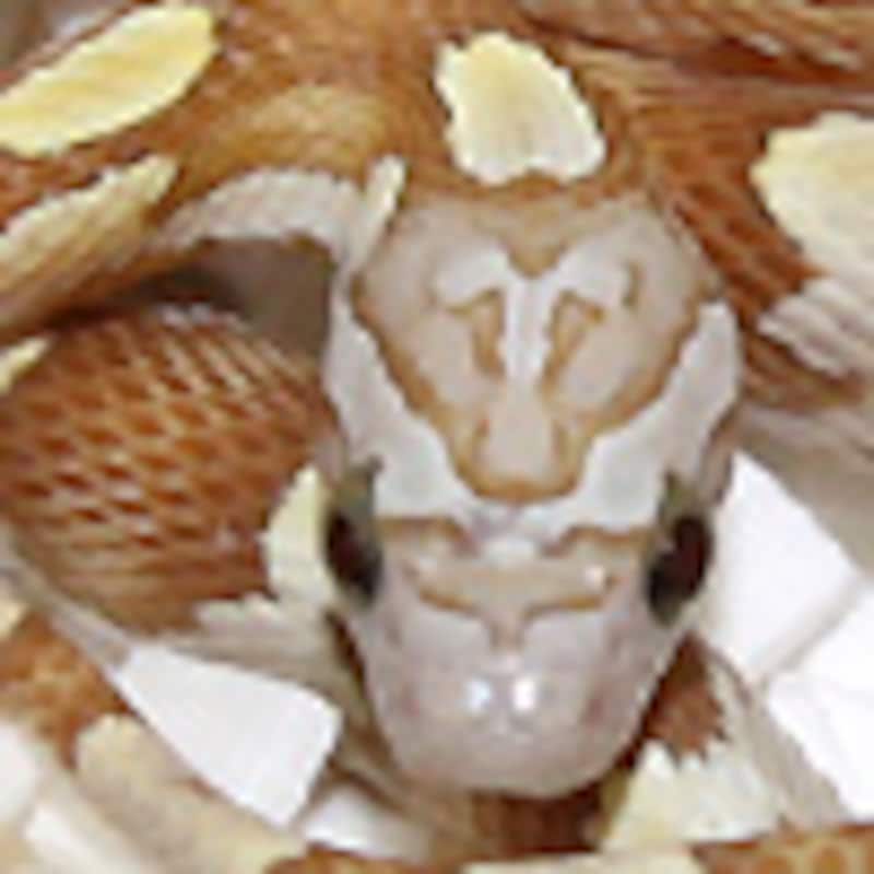 ゴールドダストモトレー