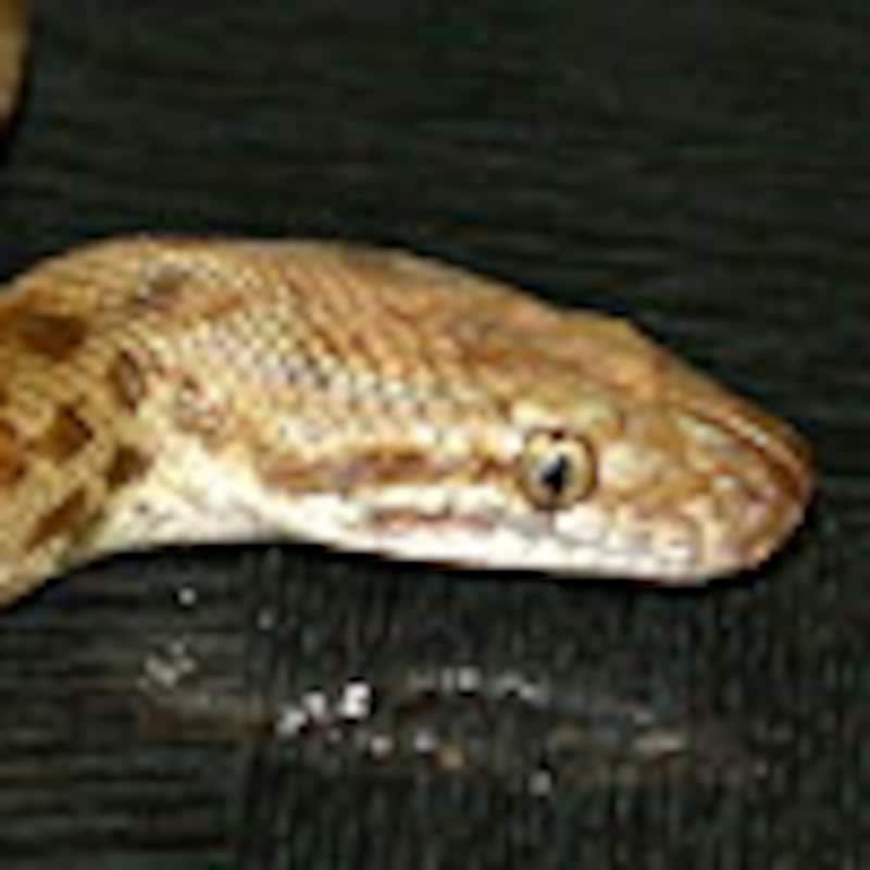 チルドレンパイソン