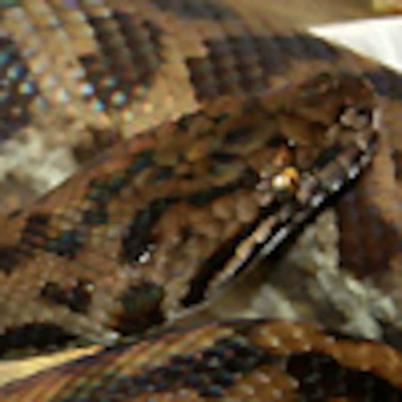 スポッテッドパイソン