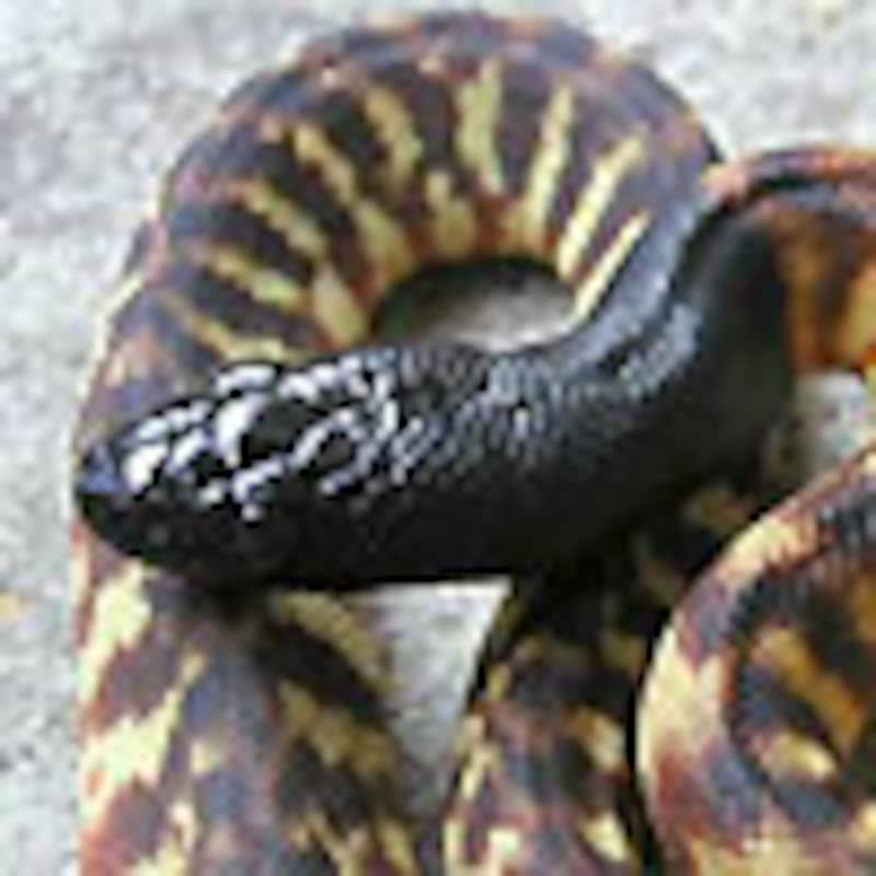 ズグロパイソン