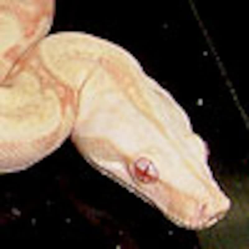 アルビノボアコン